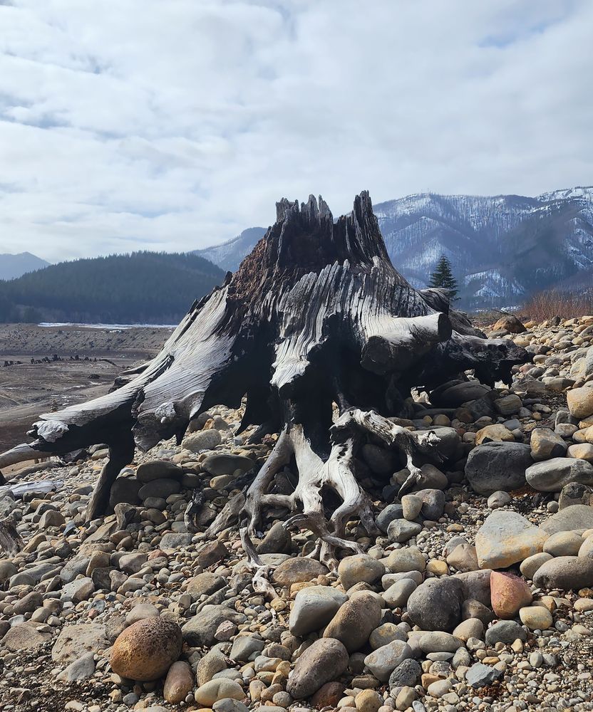 Burnt Log On Rocky Bank Photography Art | InYourBackyard