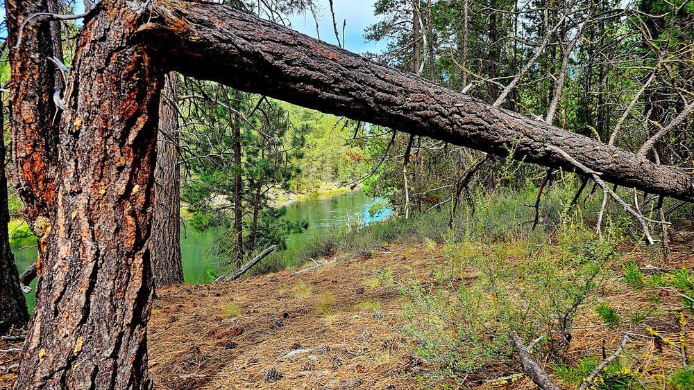 Broken Tree Along Deschutes River Photography Art | InYourBackyard