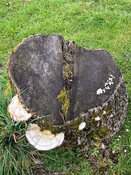 Bracket Fungi On Heart Log Photography Art | InYourBackyard