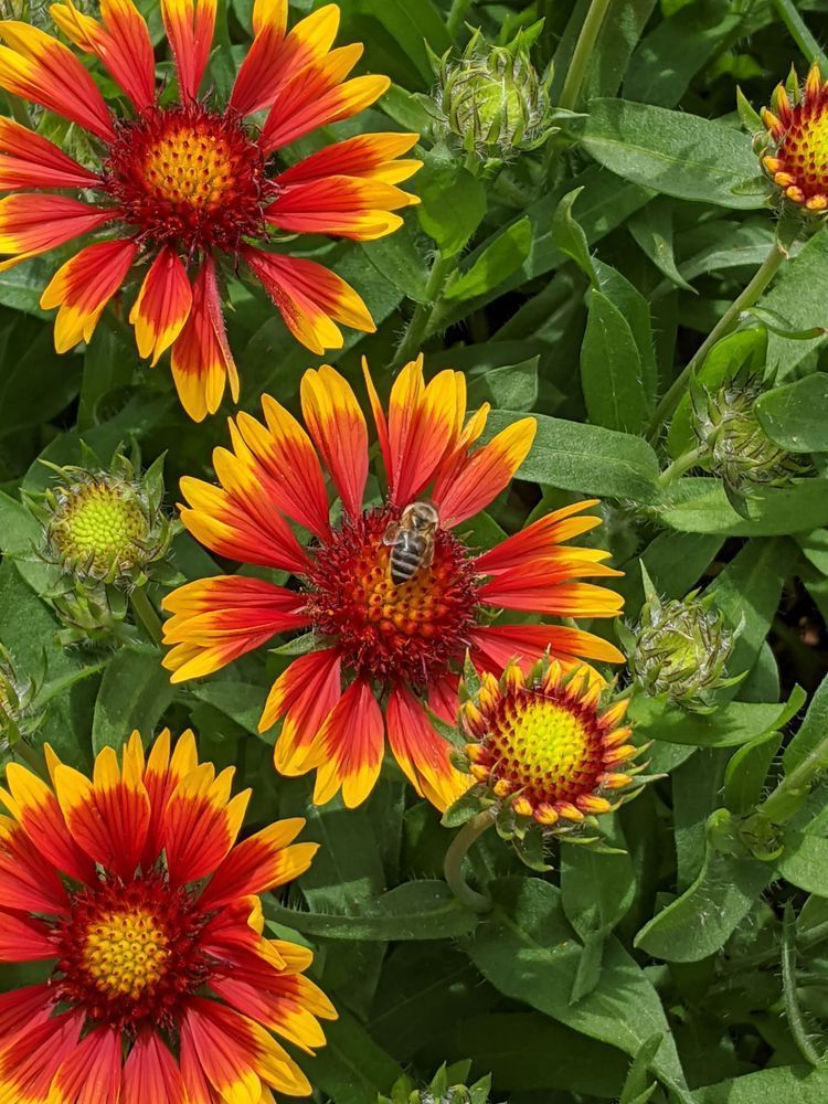 Bee Lounging On Blanket Flower Photography Art | InYourBackyard