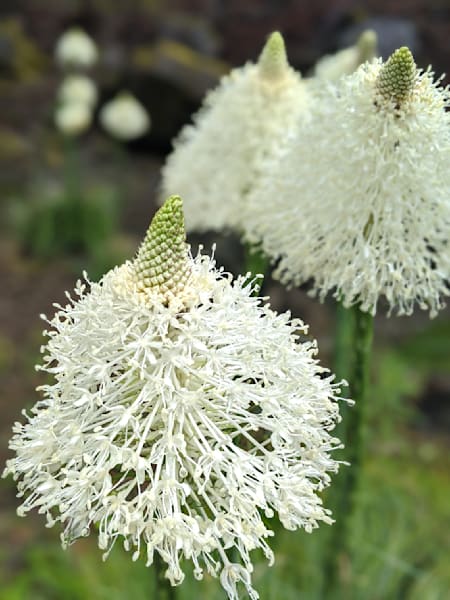 Bear Grass Abundance Photography Art | InYourBackyard