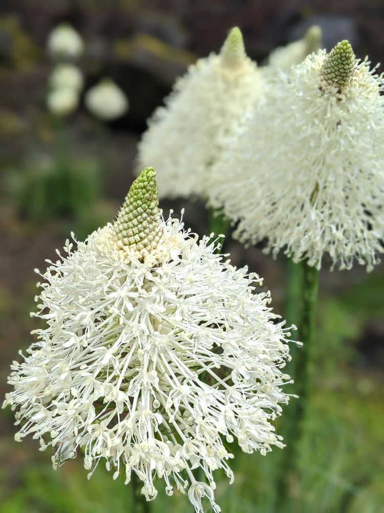 Bear Grass Abundance Photography Art | InYourBackyard