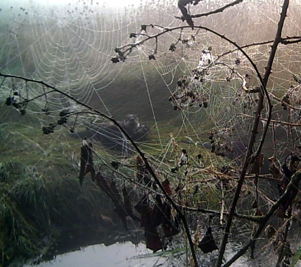 Beavers In The Web Photography Art | InYourBackyard