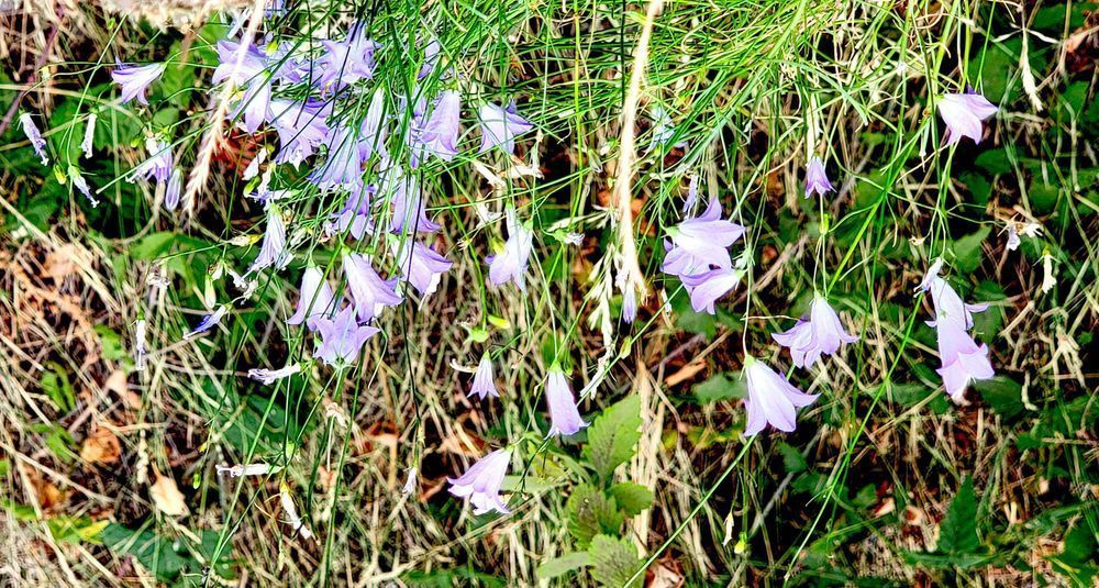 Beacon Rock Flowers Photography Art | InYourBackyard