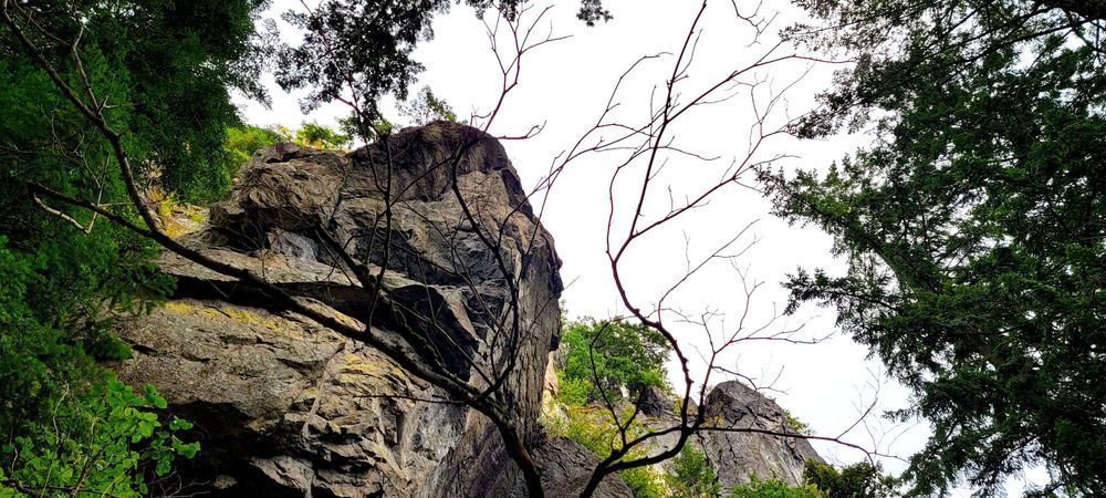 Beacon Rock Tree Photography Art | InYourBackyard