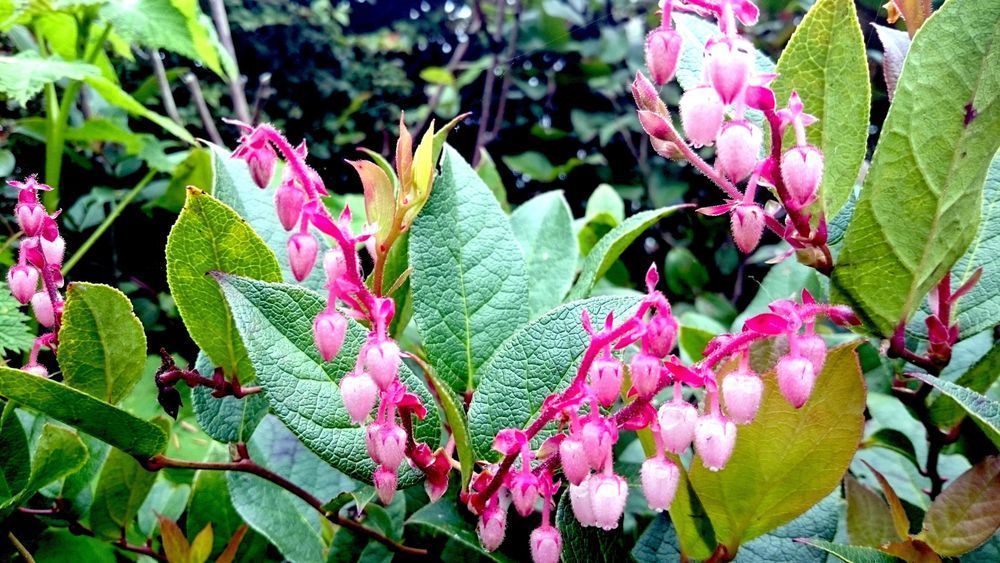 Beach Flowers Photography Art | InYourBackyard