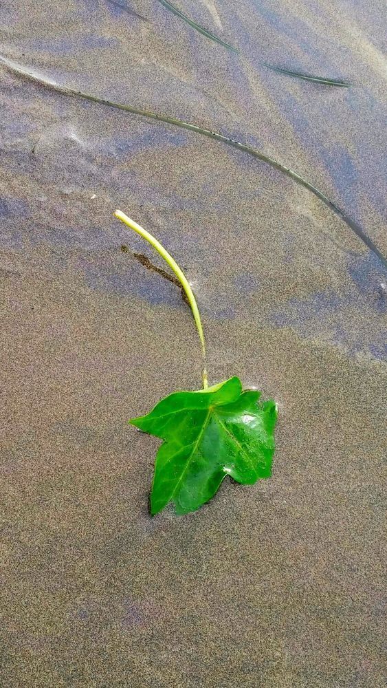 Beach Ivy Photography Art | InYourBackyard