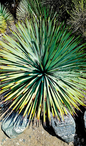 Beaked Yucca In San Gabriel Mountains Photography Art | InYourBackyard