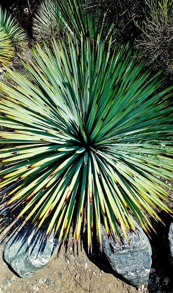 Beaked Yucca In San Gabriel Mountains Photography Art | InYourBackyard