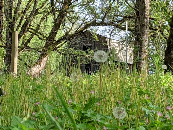 Barn Through Grassy Knoll Photography Art | InYourBackyard