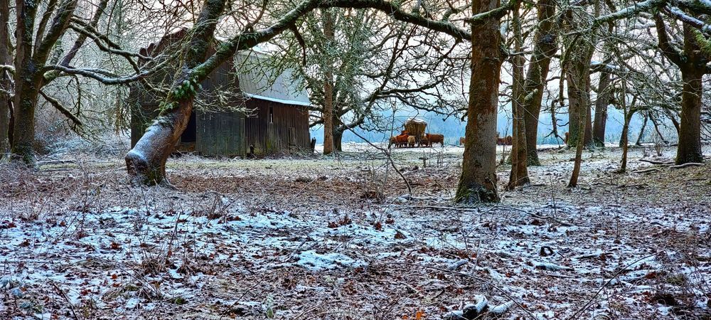 Barn Amongst The Oaks Photography Art | InYourBackyard