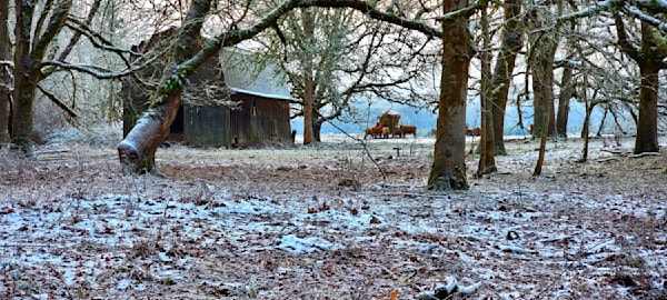 Barn Amongst The Oaks Photography Art | InYourBackyard