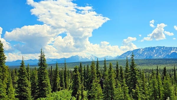 Boreal Forest   The Taiga In Alaska Photography Art | InYourBackyard
