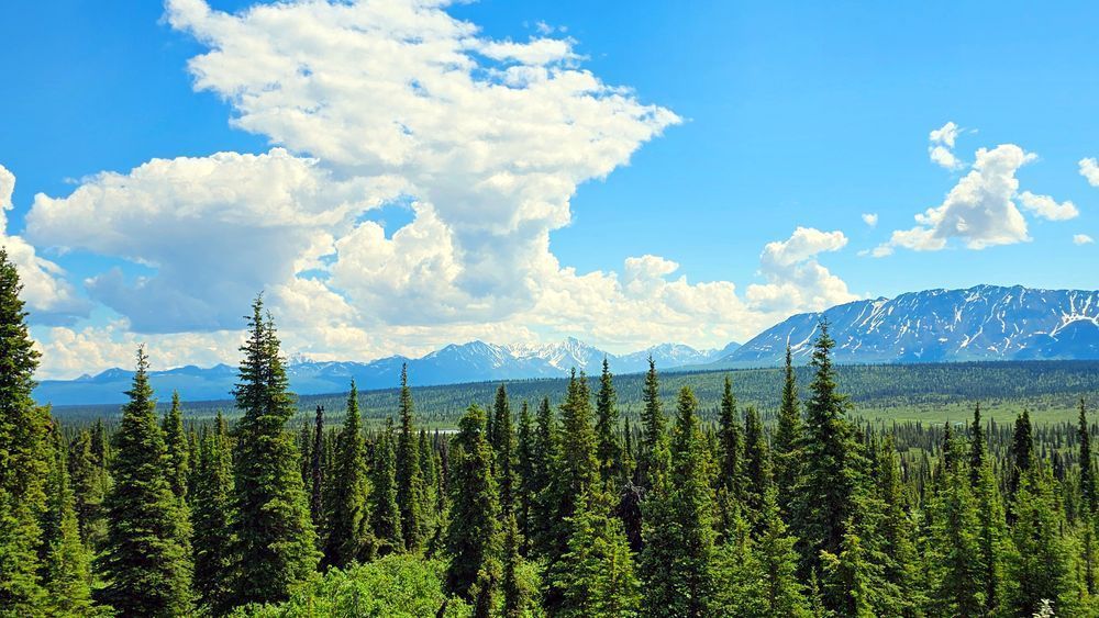 Boreal Forest   The Taiga In Alaska Photography Art | InYourBackyard