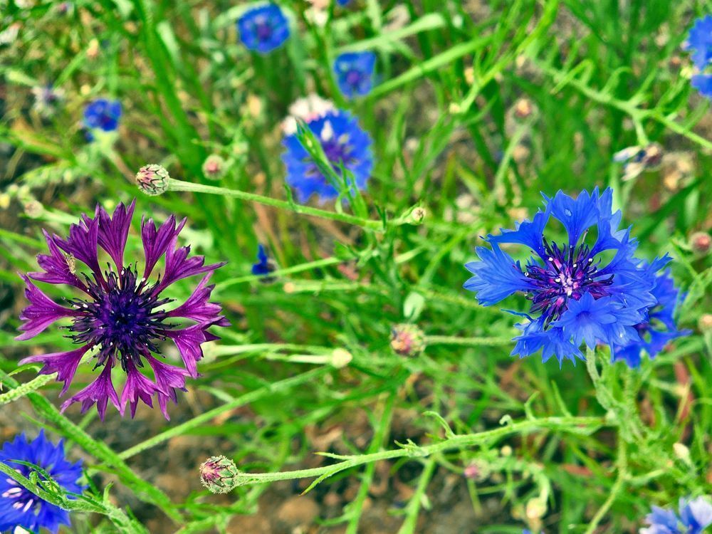 Blue And Purple Cornflowers Photography Art | InYourBackyard