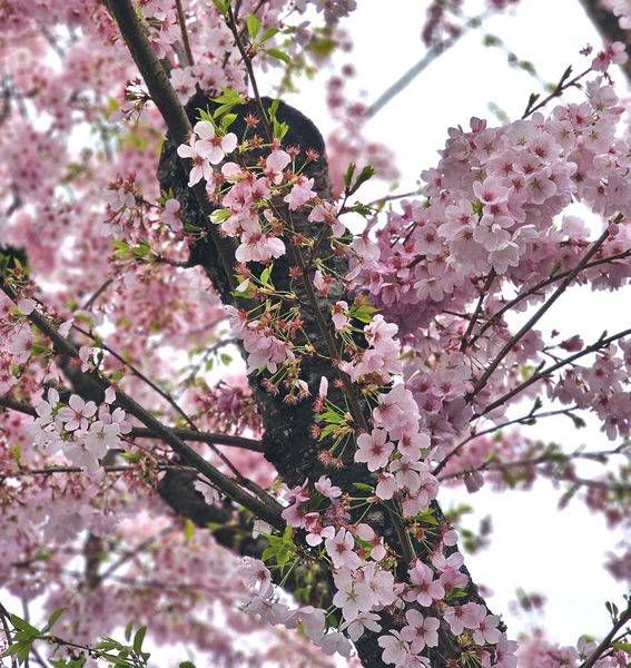 Blossomed Photography Art | InYourBackyard