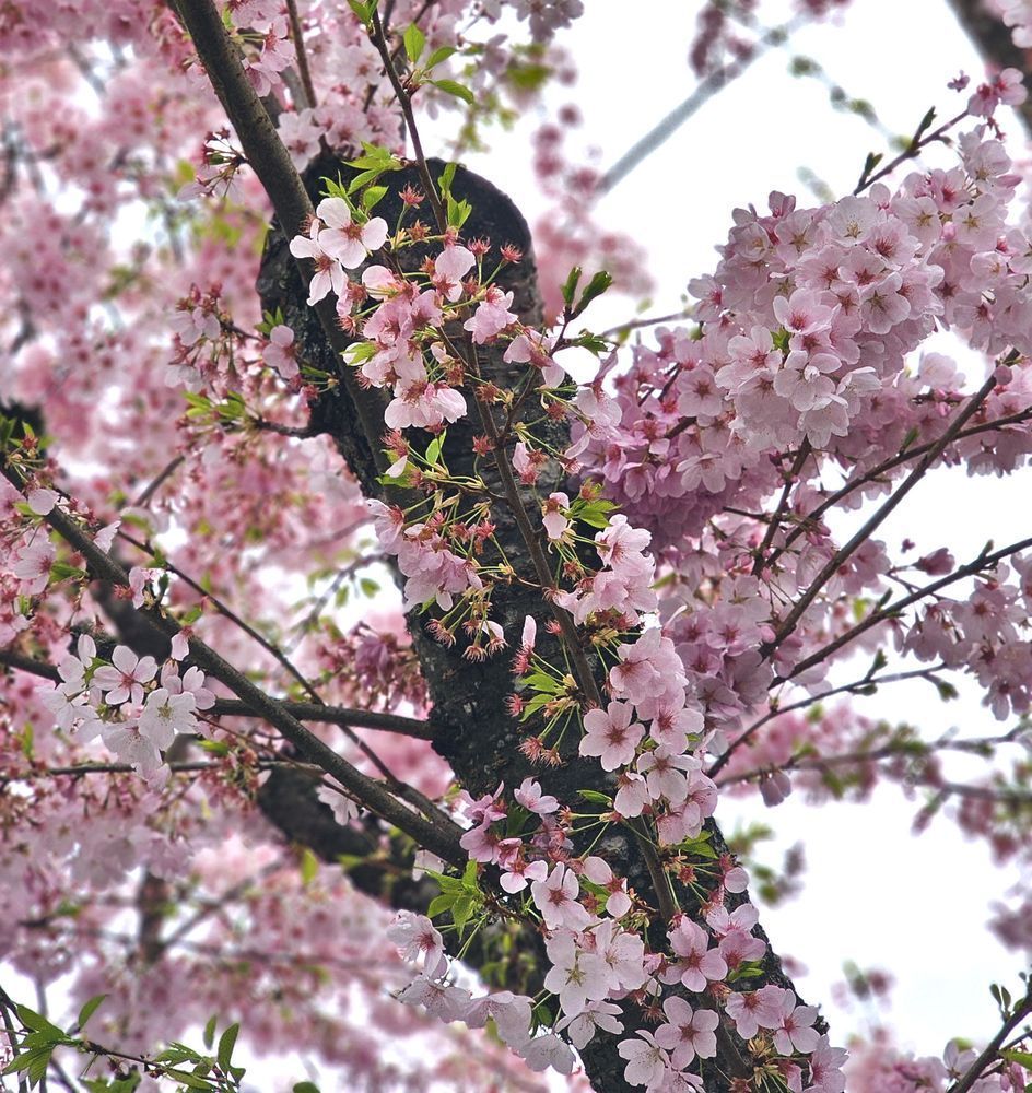 Blossomed Photography Art | InYourBackyard