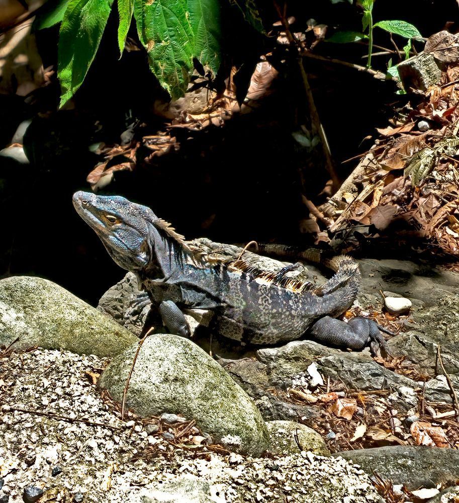Black Spiny Tail Iguana In Costa Rica Photography Art | InYourBackyard