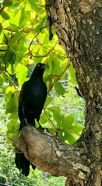 Black Costa Rica Bird Photography Art | InYourBackyard