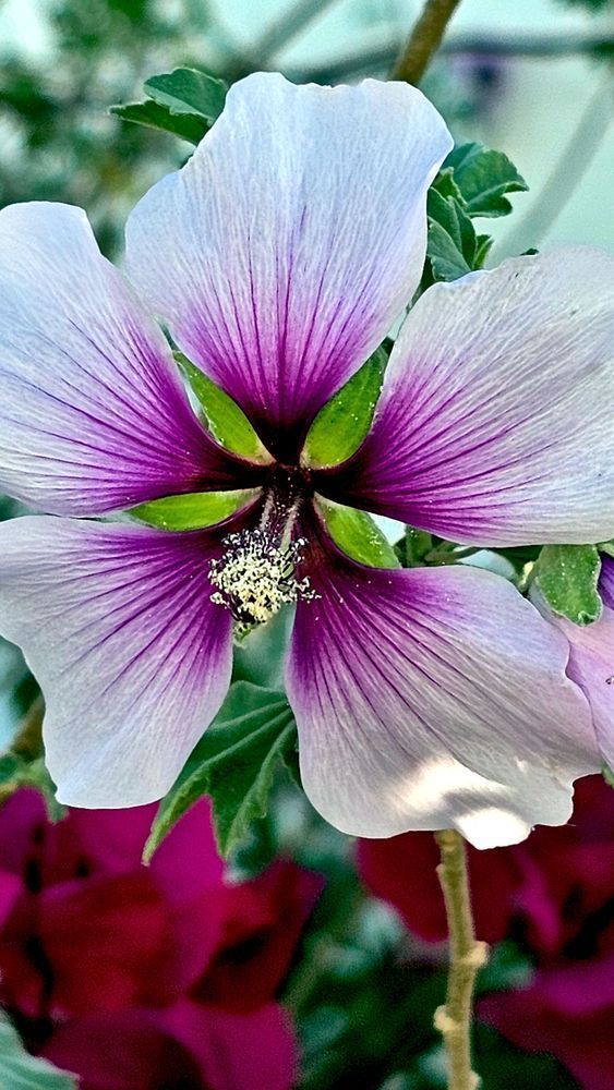 Bicolor Tree Mallow Photography Art | InYourBackyard
