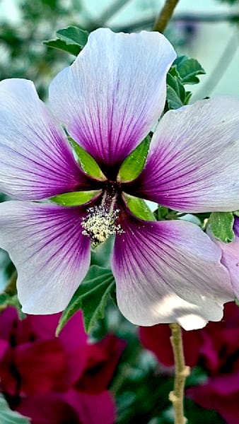 Bicolor Tree Mallow Photography Art | InYourBackyard