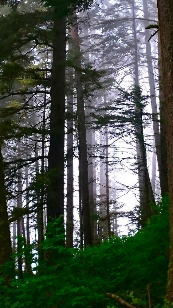 Cape Lookout Trail   Through The Fog Photography Art | InYourBackyard