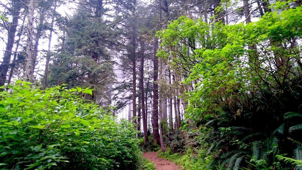 Cape Lookout Trail Photography Art | InYourBackyard