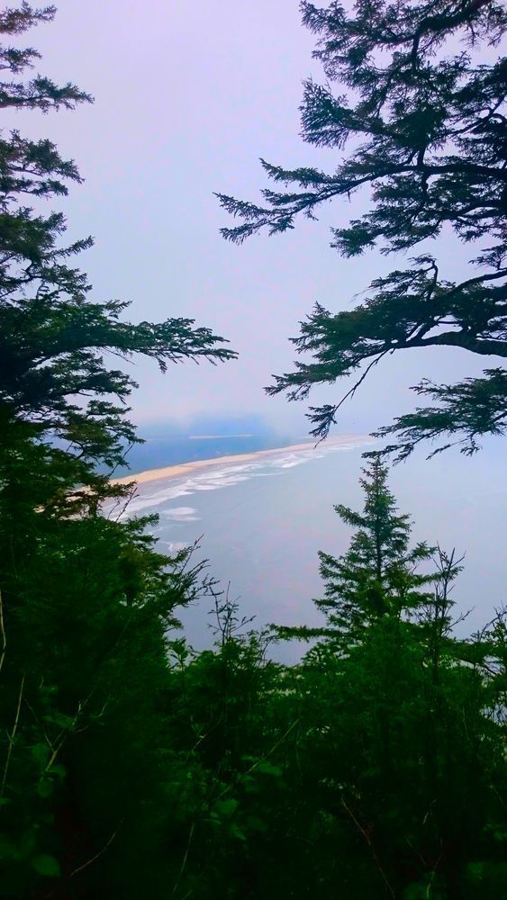Cape Lookout   Beach Through The Trees Photography Art | InYourBackyard