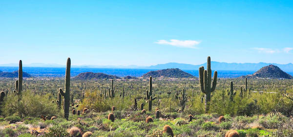 Cacti In Arizona Desert Photography Art | InYourBackyard