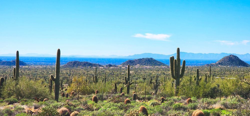 Cacti In Arizona Desert Photography Art | InYourBackyard