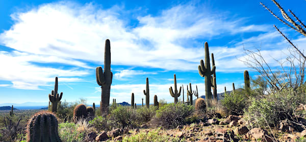 Cacti Landscape In Arizona Photography Art | InYourBackyard