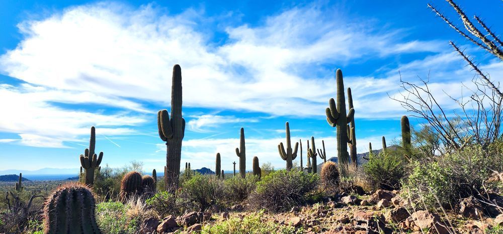 Cacti Landscape In Arizona Photography Art | InYourBackyard