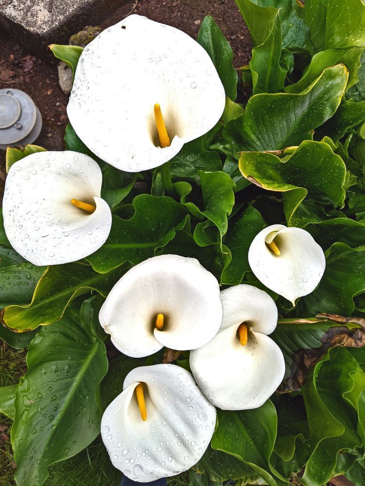 Calla Lilies On The Farm Photography Art | InYourBackyard