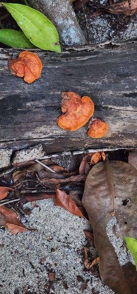 Costa Rica Shroomin.Jpg Photography Art | InYourBackyard