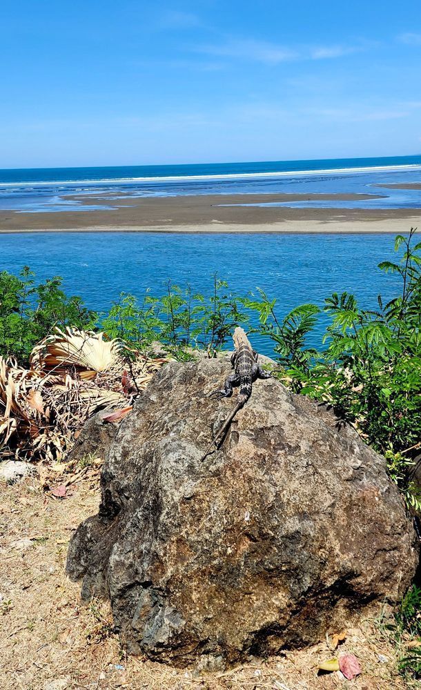 Costa Rican Iguana Photography Art | InYourBackyard
