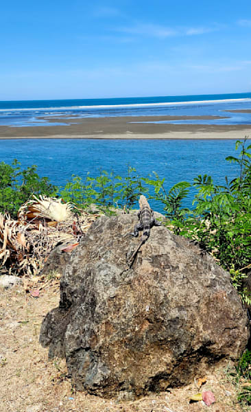 Costa Rican Iguana Photography Art | InYourBackyard