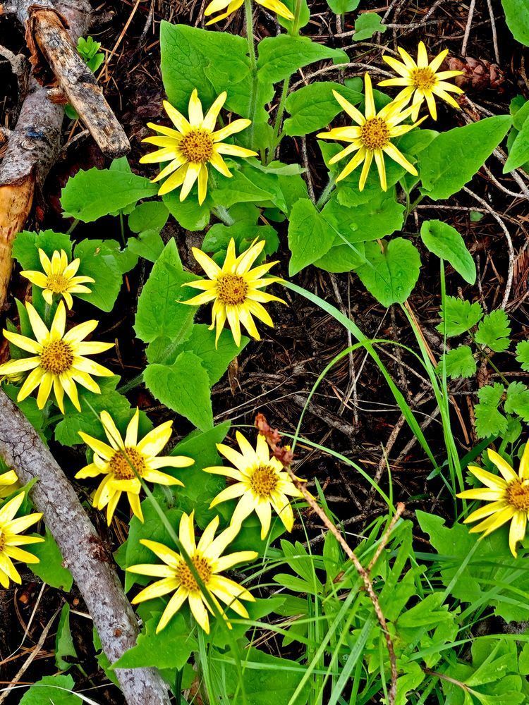 Coneflower Delight Photography Art | InYourBackyard