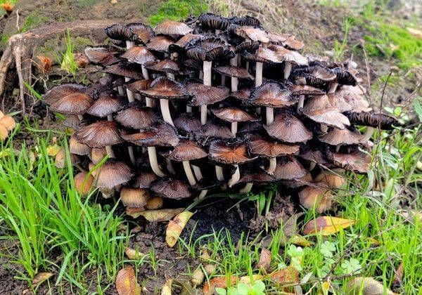 Cluster Of Mushrooms On The Forest Floor Photography Art | InYourBackyard