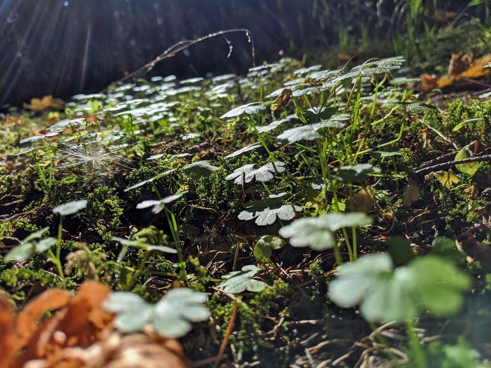 Clover Forest Cover Photography Art | InYourBackyard