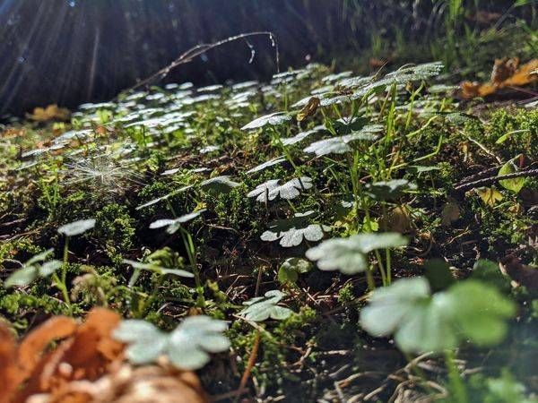 Clover Forest Cover Photography Art | InYourBackyard
