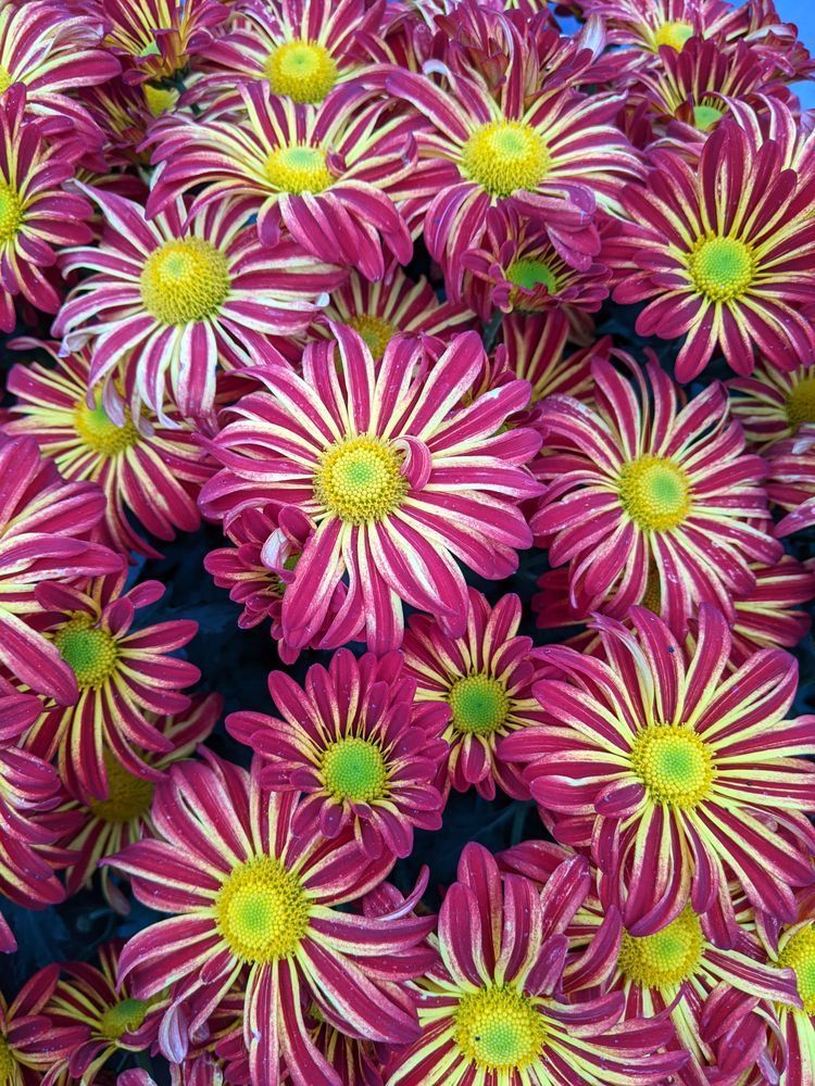 Chrysanthemum Morifolium Photography Art | InYourBackyard