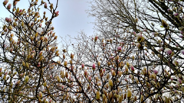 Cherry Trees Budding Photography Art | InYourBackyard
