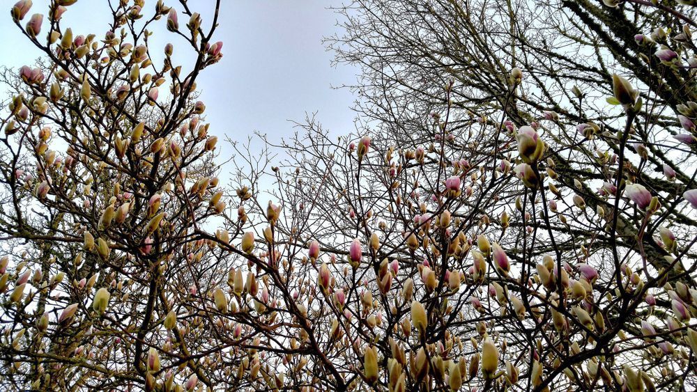 Cherry Trees Budding Photography Art | InYourBackyard