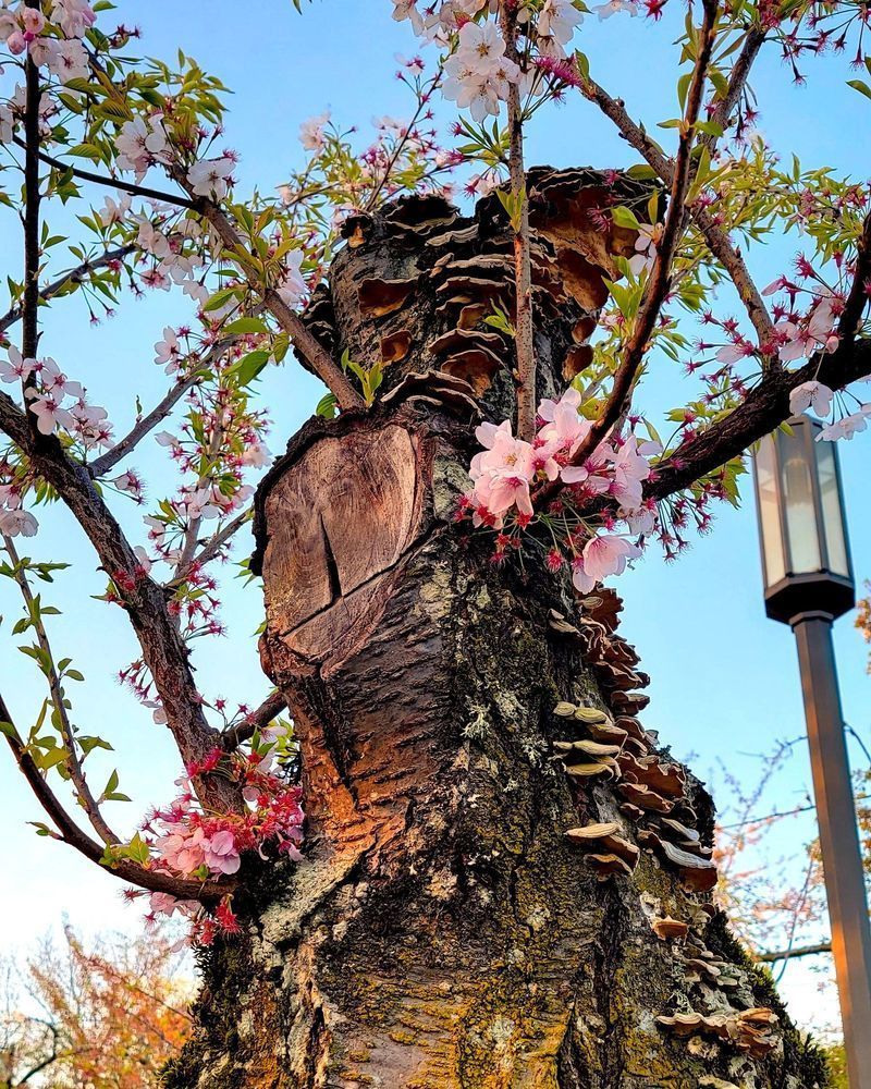 Cherry Blossom Mushroom Tree Photography Art | InYourBackyard