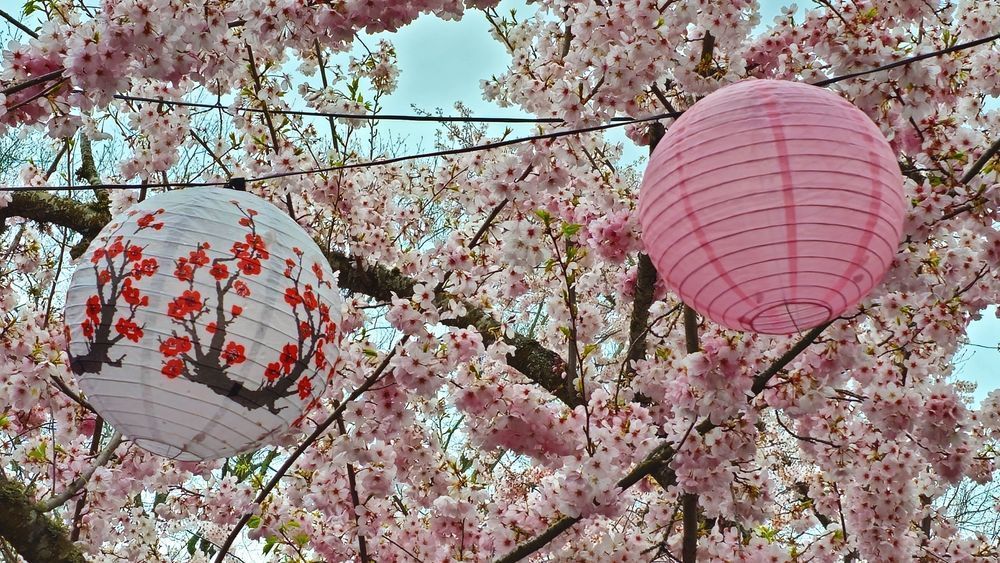 Cherry Blossom Celebration Photography Art | InYourBackyard