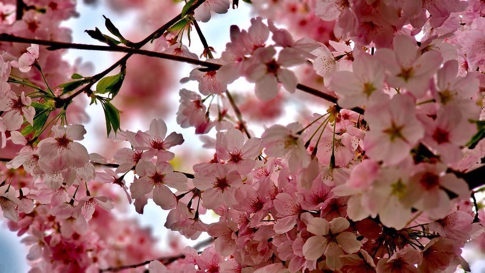 Cherry Blossom Collage Photography Art | InYourBackyard