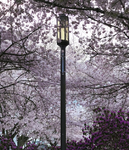 Cherry Blossom Surround Photography Art | InYourBackyard