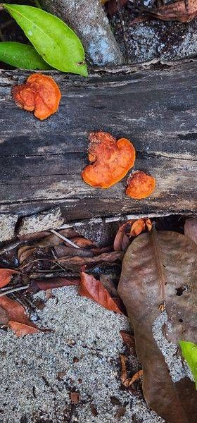 Cinnabar Polypore Photography Art | InYourBackyard