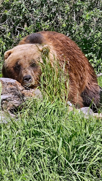 A Tired Bear In Alaska Photography Art | InYourBackyard