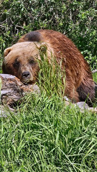 Wildlife Encounters